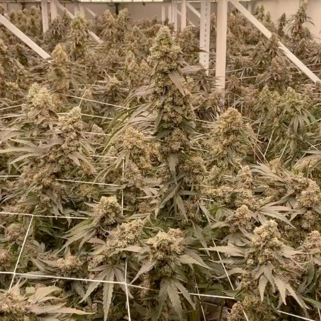 A Guide to Cannabis Grow Lights for Home Cultivators: Choosing the Right Spectre LED System for a 4'x4' or Larger Grow Space