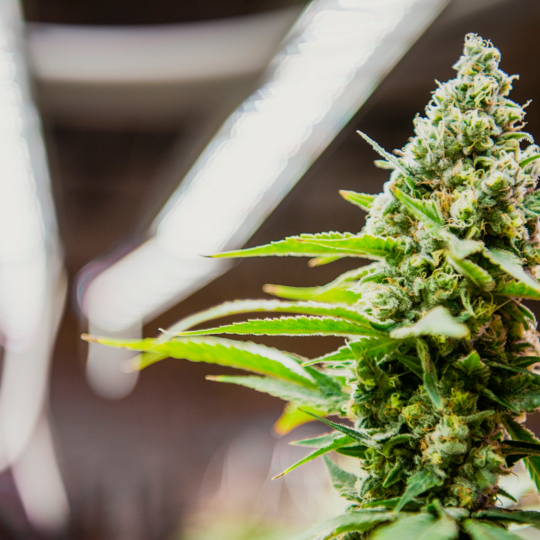 Thriving in the Summer Heat: Maximizing Cannabis Growth with Smart Lighting and Canopy Strategies