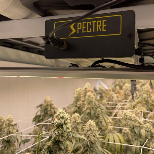 Mastering Hydroponic Cannabis Cultivation with SpectreLED Phaser X660 Pro